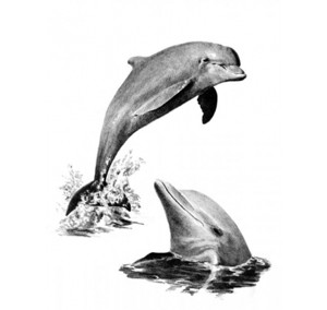 Malování podle čísel SKICOVACÍMI TUŽKAMI Delfíni