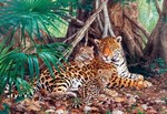 Puzzle 3000 - CASTORLAND Jaguaři