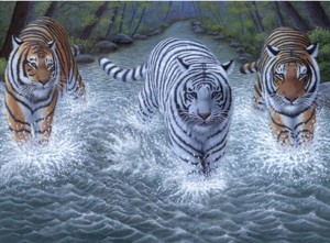 Malování podle čísel - senior 30x40 cm- Tři tygři
